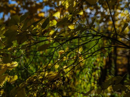 Foto de Oscuro moodie otoño follaje de color abstractos en texturas naturales - Imagen libre de derechos