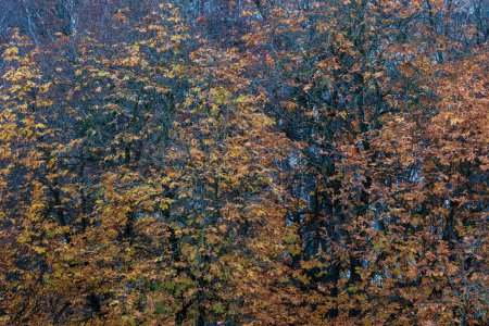 Photo for Dark moodie autumn colored foliage abstracts in natural textures - Royalty Free Image