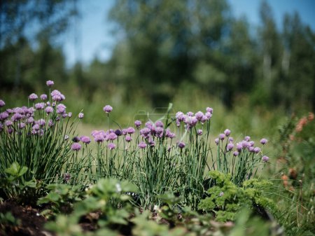 Téléchargez les photos : Fleurs colorées sur un fond de flou vert dans le pays jardin écologique naturel - en image libre de droit