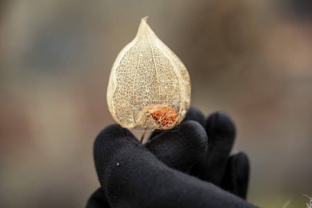 Photo for Person holding in glove hand dry leaf in autumn - Royalty Free Image