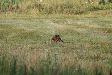 Téléchargez les photos : Petite chasse au renard dans le champ pour la nourriture - en image libre de droit