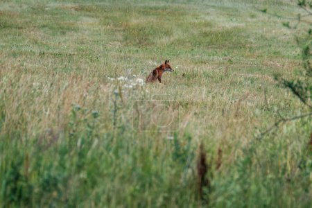 Photo for Little fox hunting in the field for food - Royalty Free Image