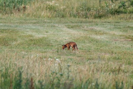 Téléchargez les photos : Petite chasse au renard dans le champ pour la nourriture - en image libre de droit