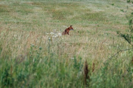 Photo for Little fox hunting in the field for food - Royalty Free Image