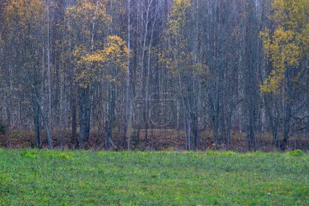 Photo for Dark gloomy late autumn winter forest trees with old broken tree trunks and moss - Royalty Free Image