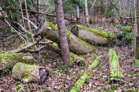Téléchargez les photos : Sombre sombre fin automne hiver arbres forestiers avec vieux troncs d'arbres cassés et mousse - en image libre de droit