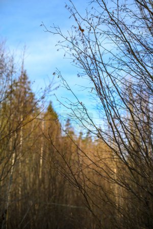 Foto de Oscuro sombrío finales de otoño árboles del bosque de invierno con troncos de árboles rotos viejos y musgo - Imagen libre de derechos