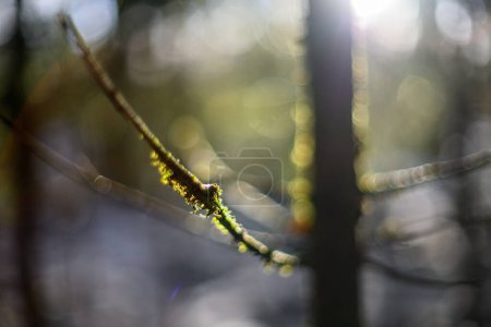 Photo for Winter solstice blur background with bokeh rings green calming colors - Royalty Free Image