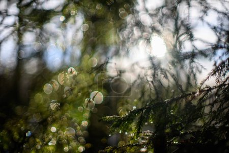Foto de Solsticio de invierno fondo borroso con anillos bokeh colores calmantes verdes - Imagen libre de derechos