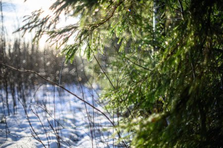 Foto de Solsticio de invierno fondo borroso con anillos bokeh colores calmantes verdes - Imagen libre de derechos