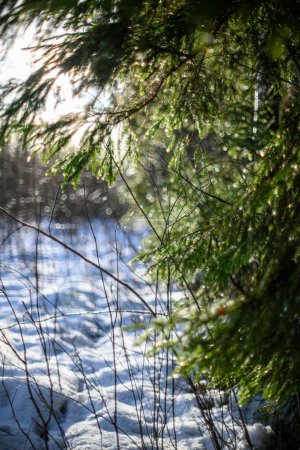 Téléchargez les photos : Solstice d'hiver fond flou avec anneaux bokeh vert couleurs calmantes - en image libre de droit