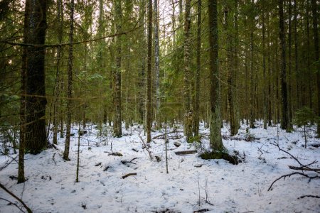 Foto de Oscuro sombrío finales de otoño árboles del bosque de invierno con troncos de árboles rotos viejos y musgo - Imagen libre de derechos