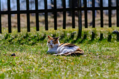 Téléchargez les photos : Maison colorée chat marche à travers la cour arrière en été prairie verte - en image libre de droit