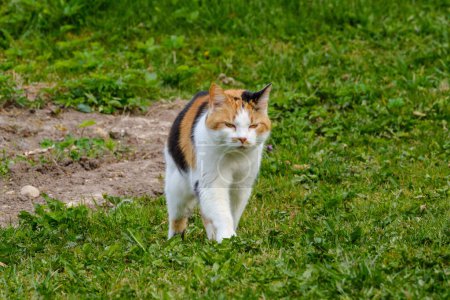 Téléchargez les photos : Maison colorée chat marche à travers la cour arrière en été prairie verte - en image libre de droit