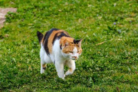 Photo for Colorful house cat walks through the backyard in summer green meadow - Royalty Free Image