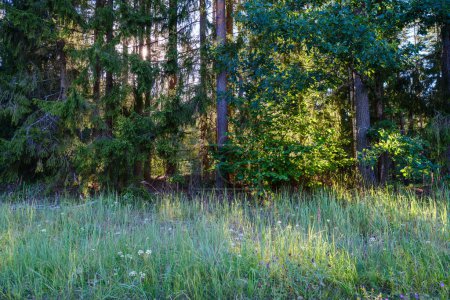 Téléchargez les photos : Troncs d'arbres couverts de mousse dans la forêt sauvage en été avec feuillage - en image libre de droit