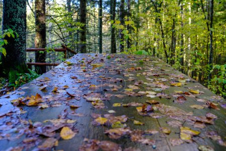 Téléchargez les photos : Sentier touristique humide avec planches en bois en automne - en image libre de droit