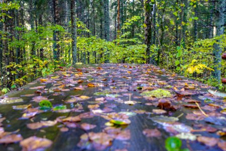 Foto de Sendero turístico húmedo con tablones de madera en otoño - Imagen libre de derechos