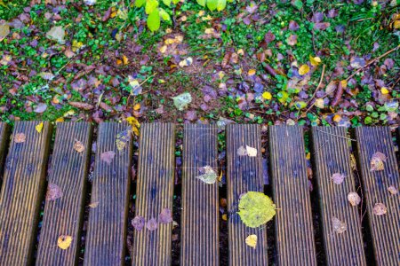 Téléchargez les photos : Sentier touristique humide avec planches en bois en automne - en image libre de droit