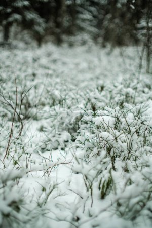 Photo for Abstract bits of nature in winter snow with frozen grass and branches - Royalty Free Image