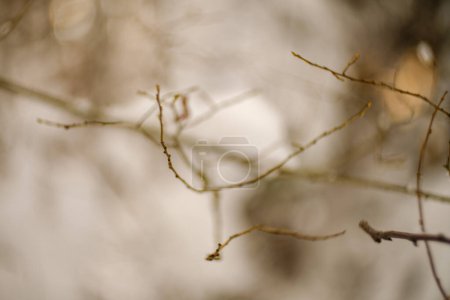 Foto de Bits abstractos de la naturaleza en invierno nieve con hierba congelada y ramas - Imagen libre de derechos