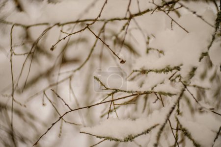 Téléchargez les photos : Morceaux abstraits de nature dans la neige d'hiver avec herbe gelée et branches - en image libre de droit