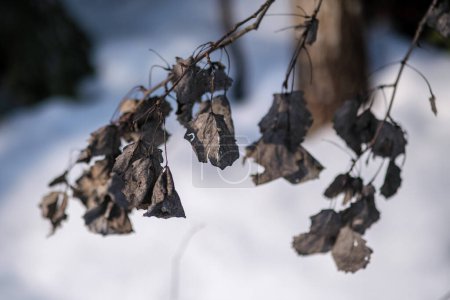 Foto de Bits abstractos de la naturaleza en invierno nieve con hierba congelada y ramas - Imagen libre de derechos