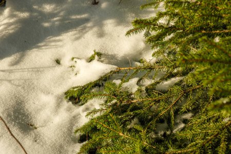 Téléchargez les photos : Morceaux abstraits de nature dans la neige d'hiver avec herbe gelée et branches - en image libre de droit