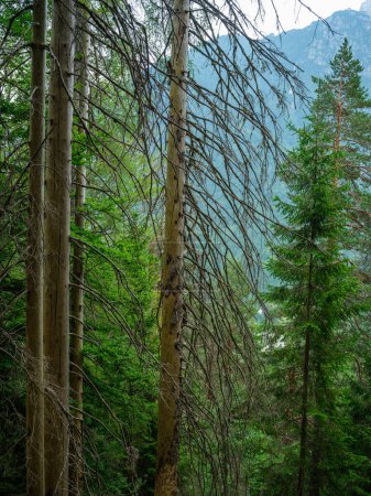 Foto de Troncos de árboles cubiertos de musgo en el bosque salvaje en verano con follaje - Imagen libre de derechos