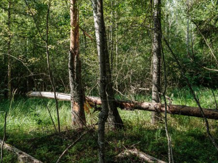 Foto de Troncos de árboles cubiertos de musgo en el bosque salvaje en verano con follaje - Imagen libre de derechos