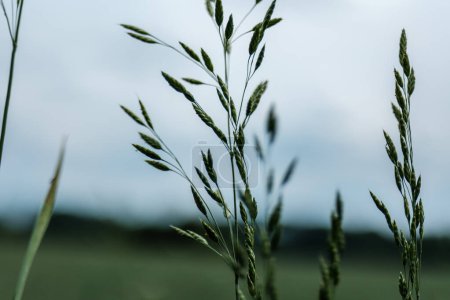 Téléchargez les photos : Branches d'herbe verte sur fond flou en été - en image libre de droit
