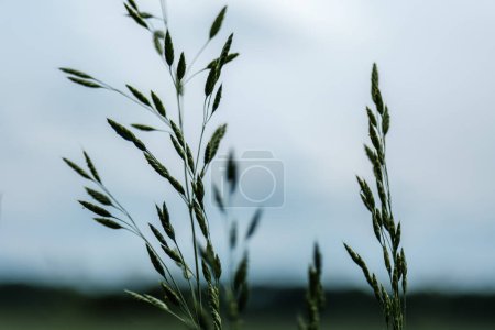Foto de Ramas de hierba verde sobre fondo borroso en verano - Imagen libre de derechos