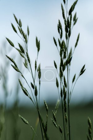 Photo for Green grass branches on blur background in summer - Royalty Free Image