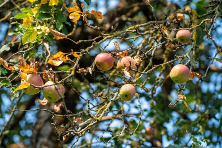 Foto de Manzano con frutas a finales de otoño día soleado - Imagen libre de derechos