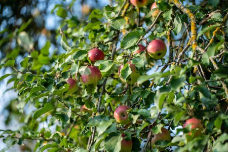 Foto de Manzano con frutas a finales de otoño día soleado - Imagen libre de derechos