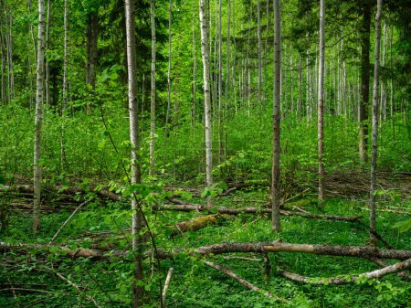 Téléchargez les photos : Forêt sauvage arbres et branches chaos en été vert jour résumé luxuriant - en image libre de droit