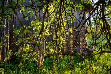 Téléchargez les photos : Forêt sauvage arbres et branches chaos en été vert jour résumé luxuriant - en image libre de droit