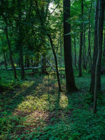 Foto de Bosque salvaje árboles y ramas caos en verano verde día abstracto exuberante - Imagen libre de derechos