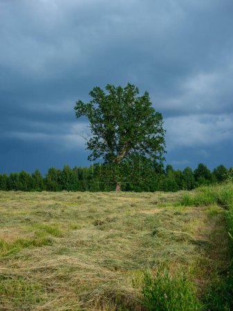 Foto de Troncos de árbol con hojas verdes en verano con fondo de cielo azul - Imagen libre de derechos