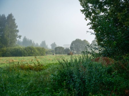 Téléchargez les photos : Matin d'été brumeux à la campagne avec feuillage vert et arbres - en image libre de droit