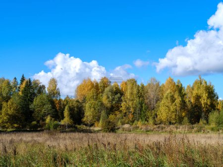 Téléchargez les photos : Troncs d'arbres aux feuilles vertes en été avec fond bleu ciel - en image libre de droit