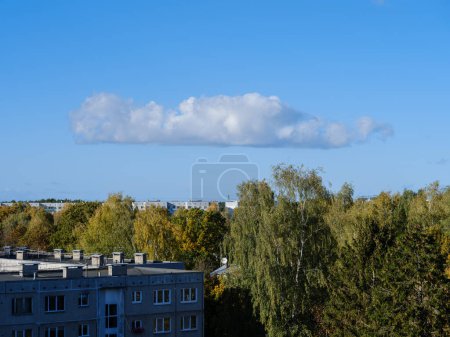 Photo for Tree trunks with green leaves in summer with blue sky background - Royalty Free Image