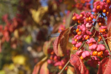 Photo for Decorative pink-yellow fruits of common privet plant, European privet or wild privet - a fast-growing, semi-evergreen decorative shrub used as hedge plants. - Royalty Free Image
