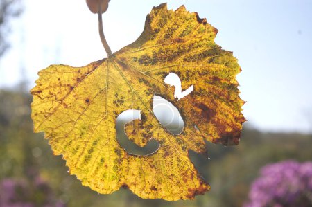 Téléchargez les photos : Dioxyde de carbone symbole CO2 sur une feuille de vigne d'automne. Les émissions de dioxyde de carbone sont le principal moteur du changement climatique mondial. Thèmes gaz à effet de serre et écologie. - en image libre de droit