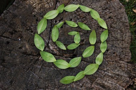 Blattspirale aus frischen immergrünen Strauchblättern auf einem Holzstumpf. Einzelspirale als Symbol des Naturbewusstseins, das vom Zentrum ausgeht und sich nach außen ausdehnt. 