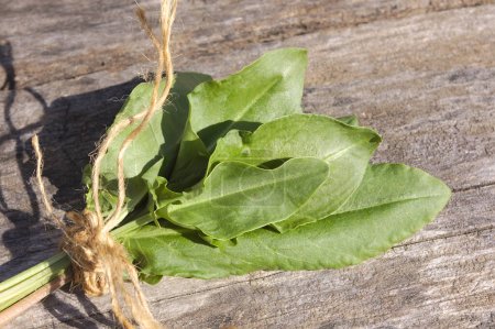 Hojas de acedera de primavera atadas con hilo de cáñamo. Rumex acetosa hojas verdes frescas sobre tabla de madera. Planta cultivada como verdura de hoja o hierba. 