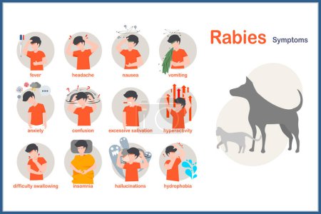 Medical vector illustration in flat style.Symptoms of rabies include fever,headache,nausea and vomiting.anxiety and confusion hyperactivity,insomnia and hydrophobia.excessive salivation,hallucinations