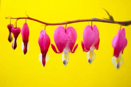 Foto de Flores sangrantes del corazón se cierran sobre fondo amarillo - Imagen libre de derechos