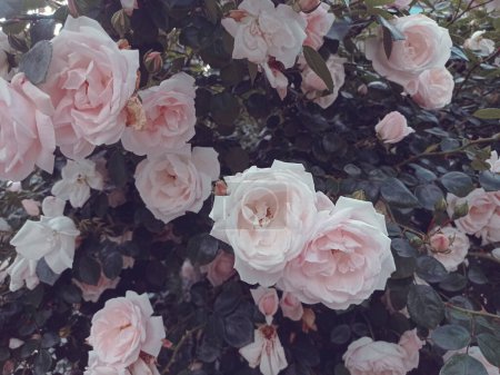 Foto de Rosas blancas como fondo - Imagen libre de derechos