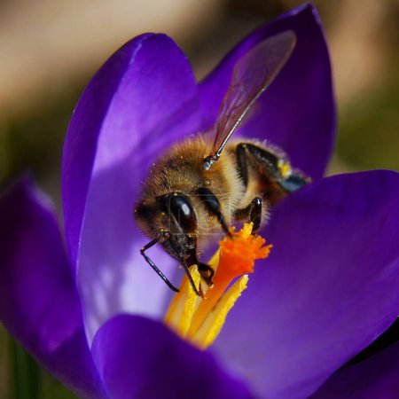 Close-up of a small honey bee sitting on a crocus petal. The flower is purple. The bee is covered in yellow pollen.